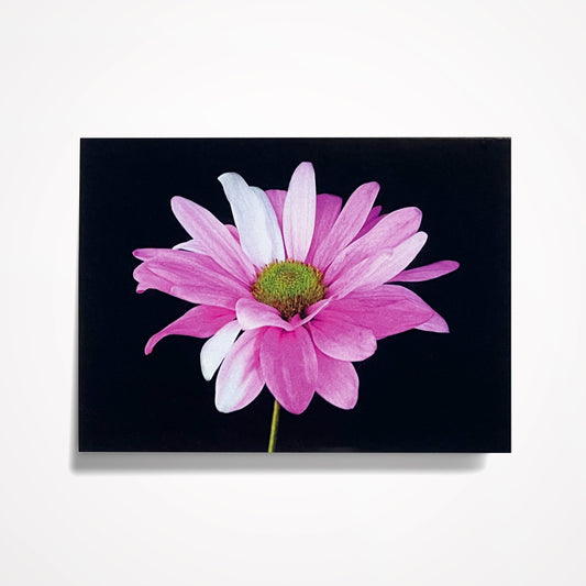 MINIATURE ENCLOSURE CARD: Pink Daisy on Black. Blank Inside. Folded to size: 2.5"x 3.5"