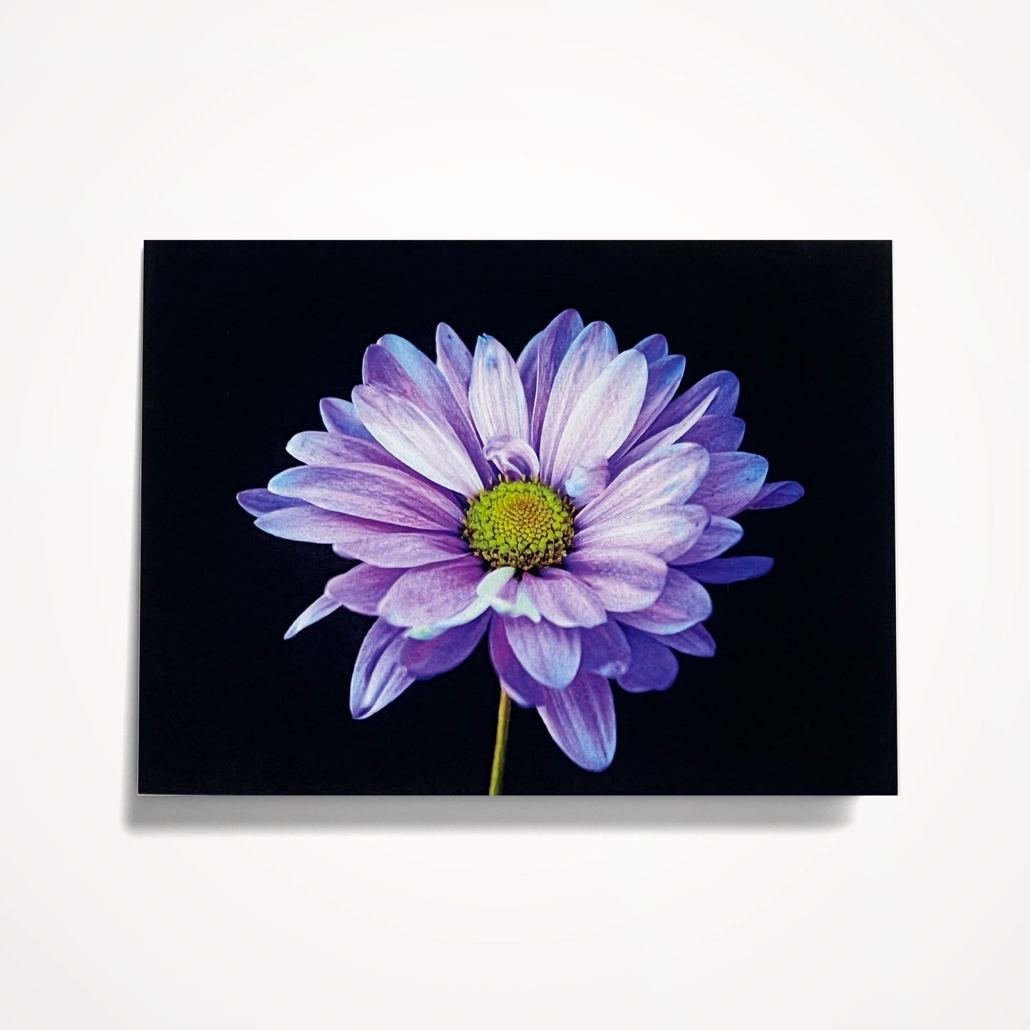 MINIATURE ENCLOSURE CARD: Purple Daisy on Black.  Blank Inside. Folded to size: 2.5"x 3.5"