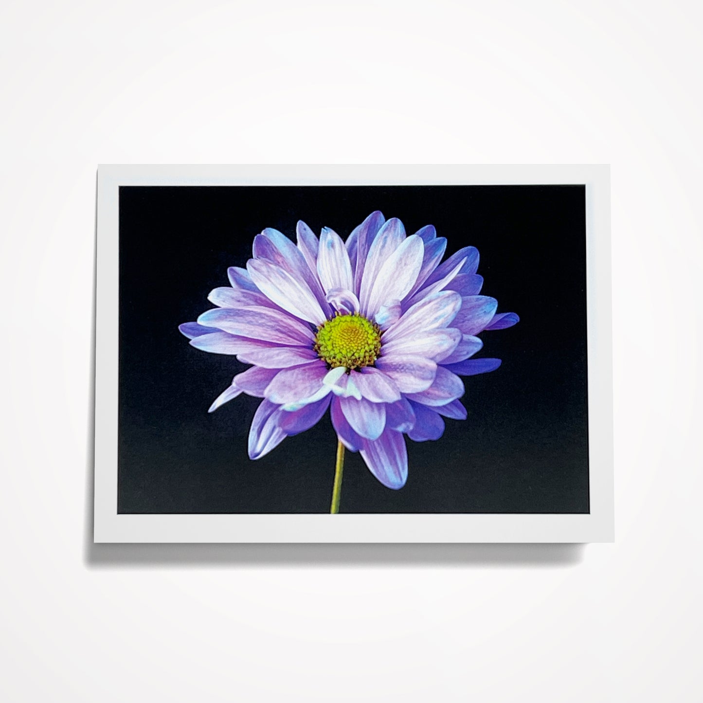 Photo Card, Blank 5"x7": Purple Daisy on Black