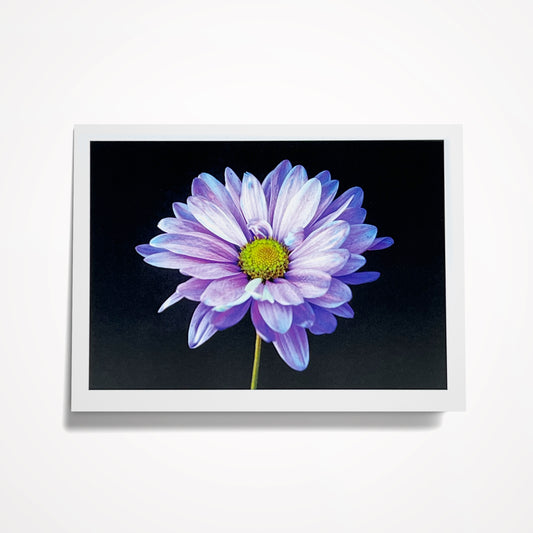 Photo Card, Blank 5"x7": Purple Daisy on Black