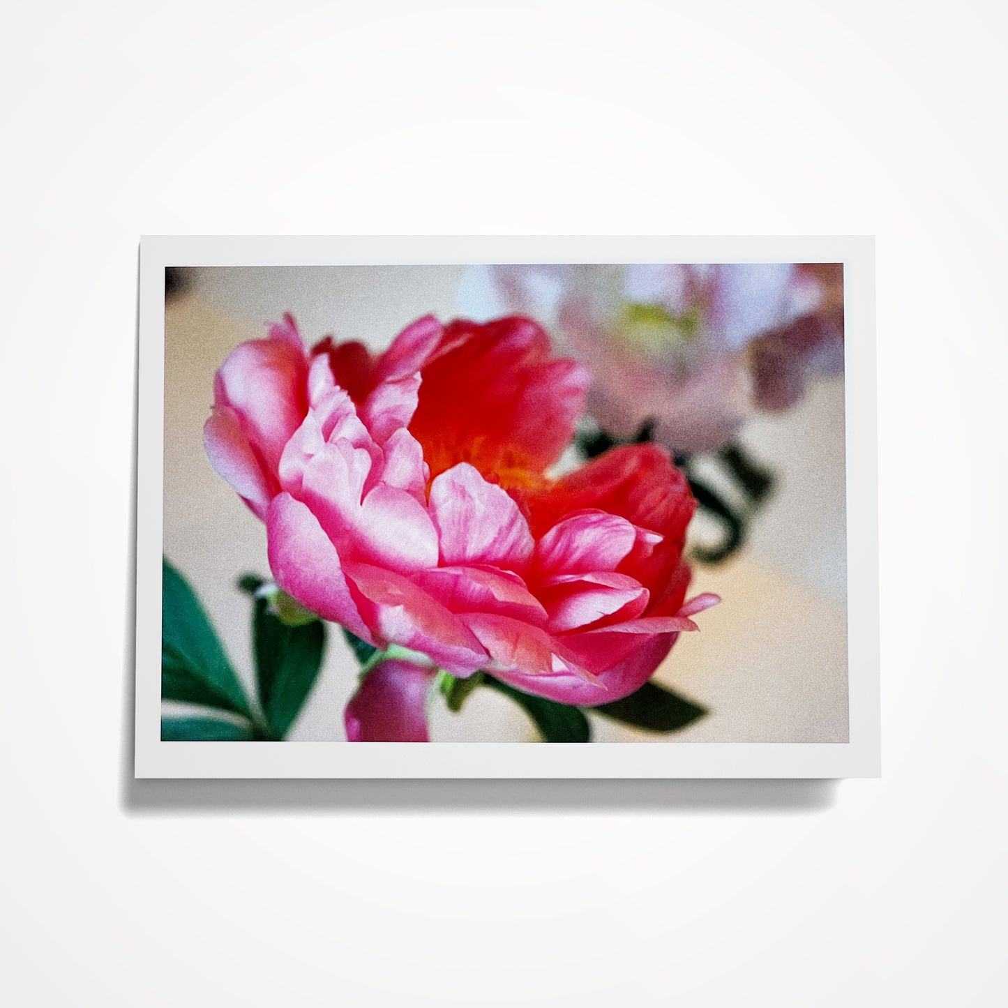 Photo Card, Blank 5"x7": Pink Peony, Single