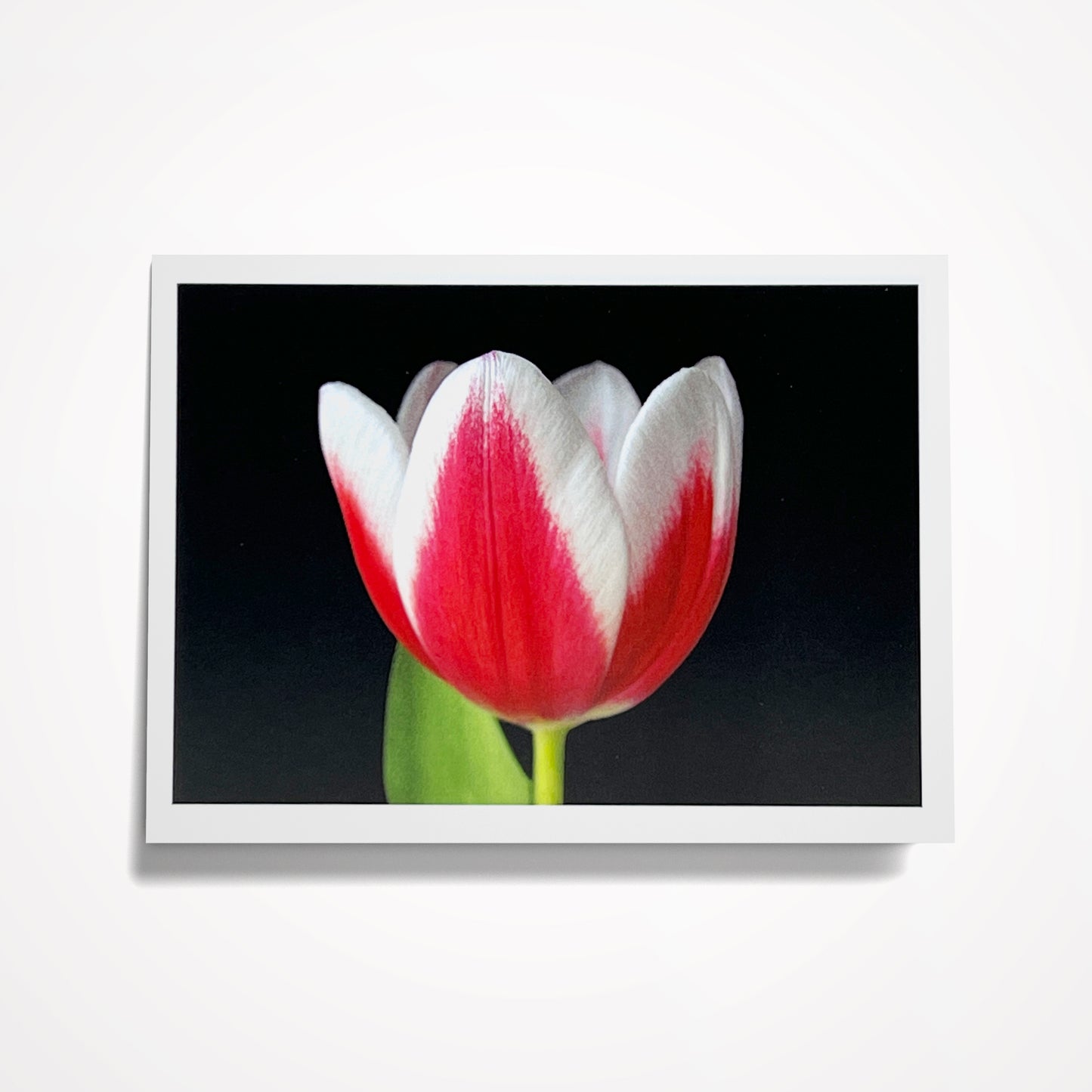 Photo Card, Blank 5"x7": Red and White Tulip on Black