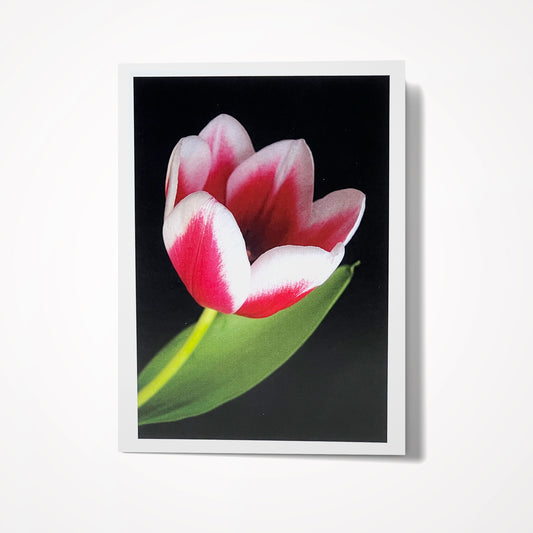 Photo Card, Blank 5"x7": Red and White Tulip on Black