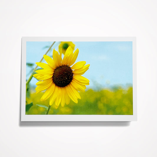 Photo Card, Blank 5"x7": Sunflower in Field