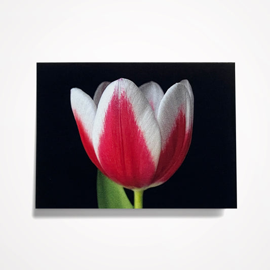 MINIATURE ENCLOSURE CARD: Red and White Tulip on Black.  Blank Inside. Folded to size: 2.5"x 3.5"