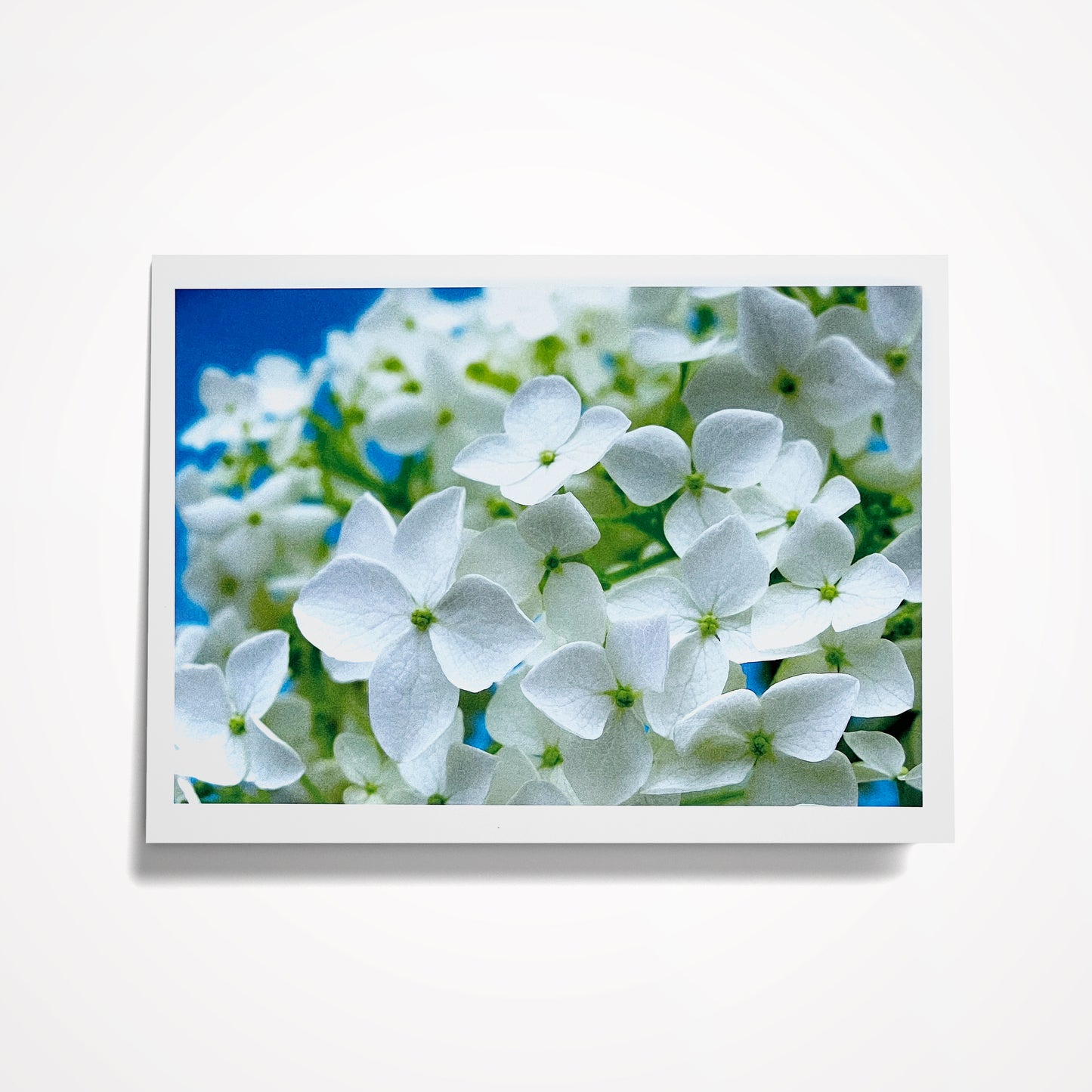 Photo Card, Blank 5"x7": White Hydrangeas