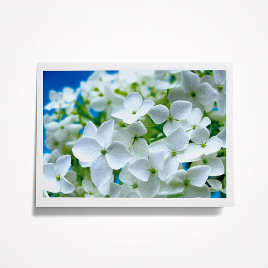 Photo Card, Blank 5"x7": White Hydrangeas