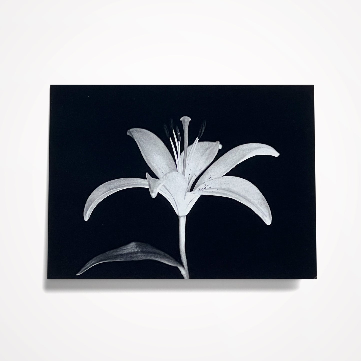 MINIATURE ENCLOSURE CARD: Black and White Lily.  Blank Inside. Folded to size: 2.5"x 3.5"