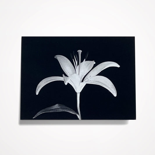 MINIATURE ENCLOSURE CARD: Black and White Lily. Blank Inside. Folded to size: 2.5"x 3.5"
