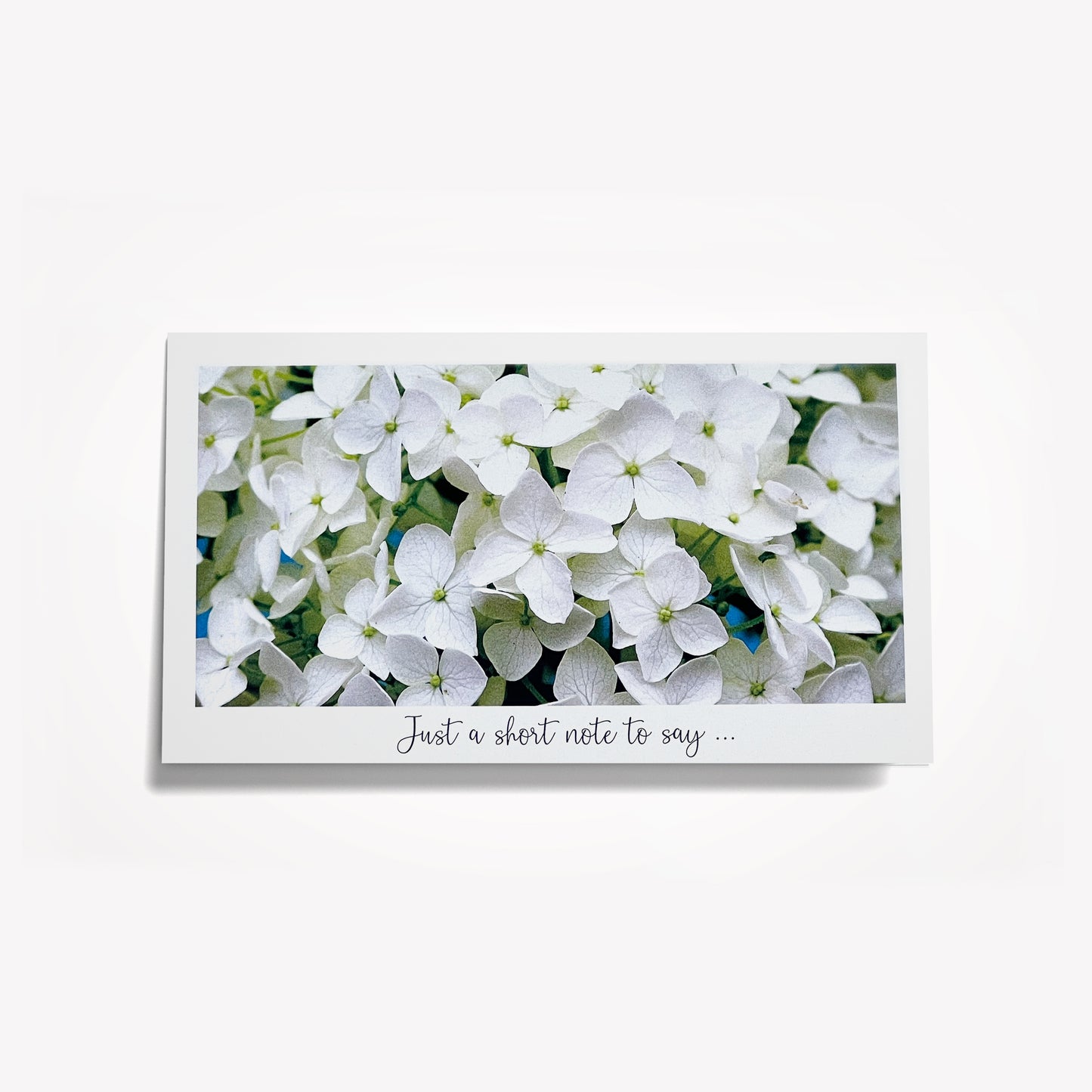 Short Notes: White Hydrangeas. Size: 6.25"x3.5"