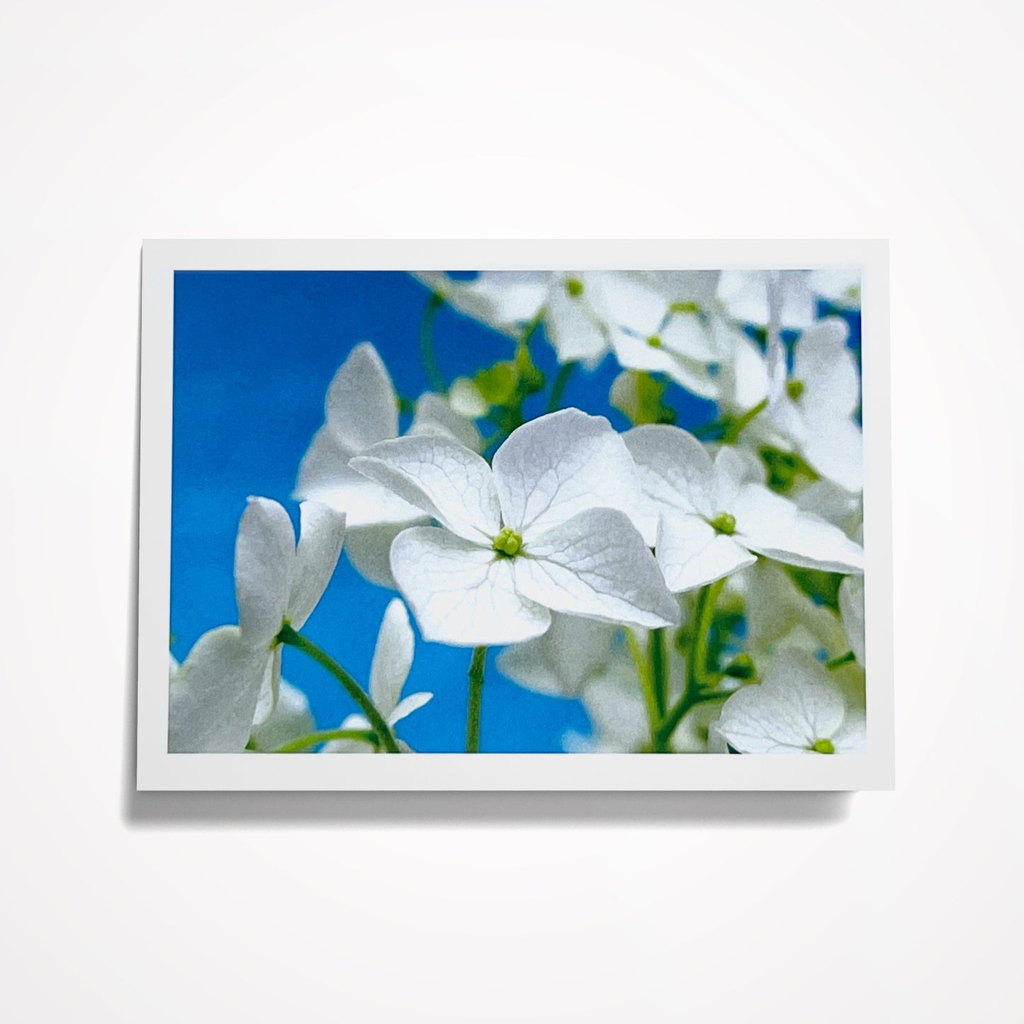 Photo Card, Blank 5"x7": White Hydrangea on Blue