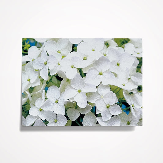 MINIATURE ENCLOSURE CARD: White Hydrangea. Blank Inside. Folded to size: 2.5"x 3.5"