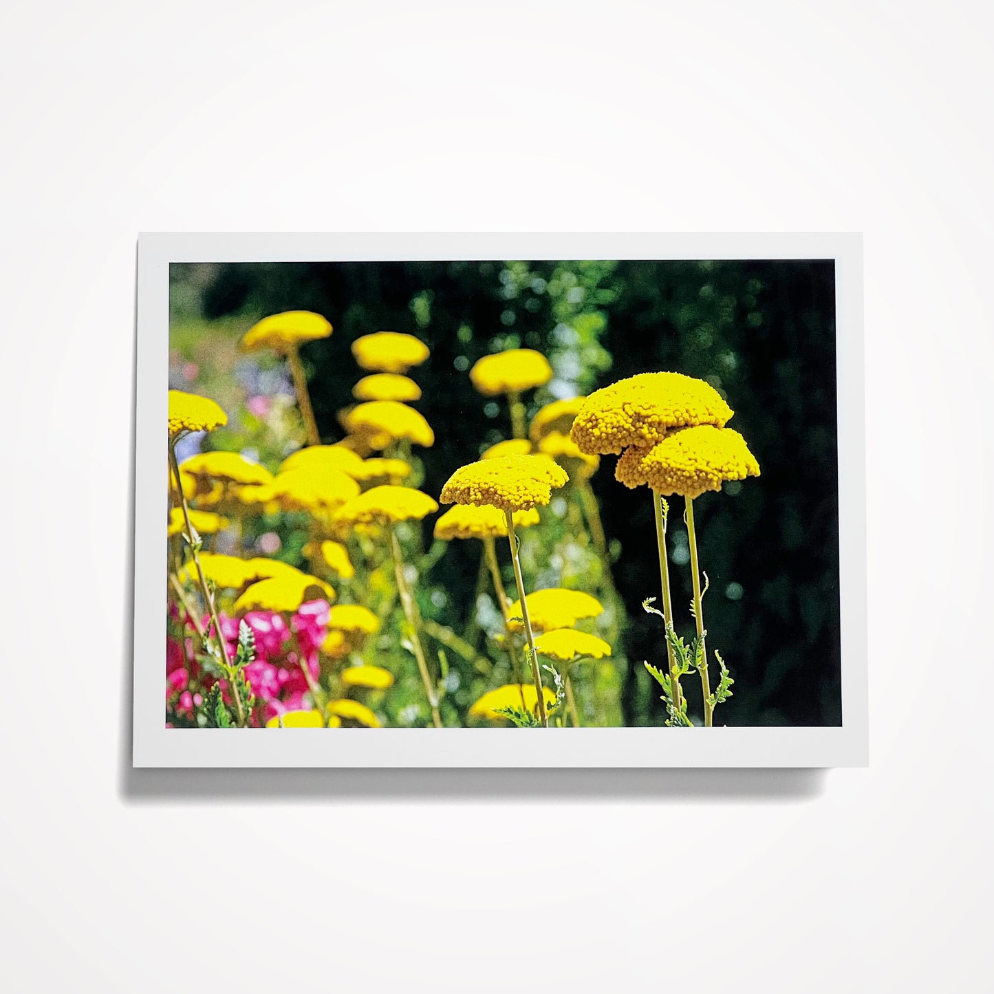 Photo Card: Yellow Yarrow, Butchart Gardens, Vancouver Island. Blank Inside. Size 5"x7"