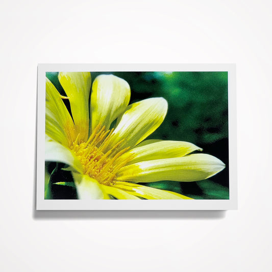 Photo Card, Blank 5"x7": Yellow Flower