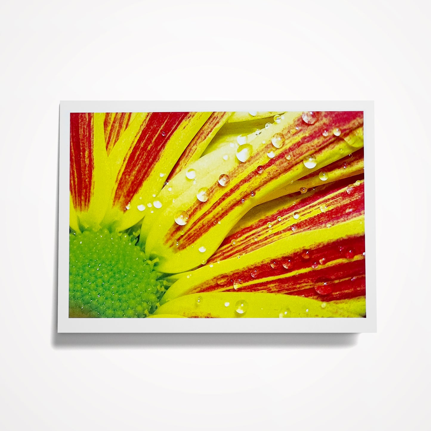 Photo Card, Blank 5"x7": Red and Yellow Daisy with Morning Dew